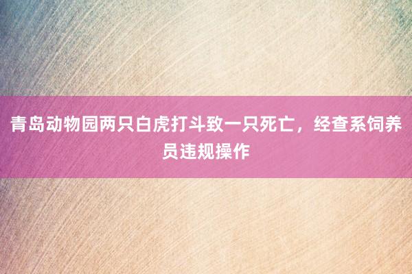 青岛动物园两只白虎打斗致一只死亡，经查系饲养员违规操作