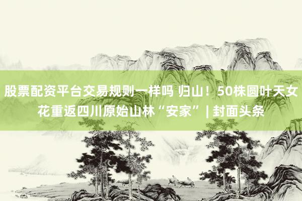 股票配资平台交易规则一样吗 归山！50株圆叶天女花重返四川原始山林“安家” | 封面头条